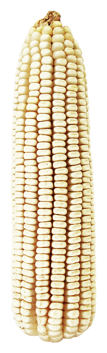 Maíz Blanco - Mazorca De Maiz Blanco (376x1200), Png Download