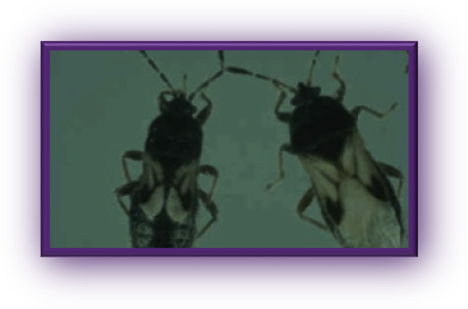 Clip Image008 - Pest (673x445), Png Download