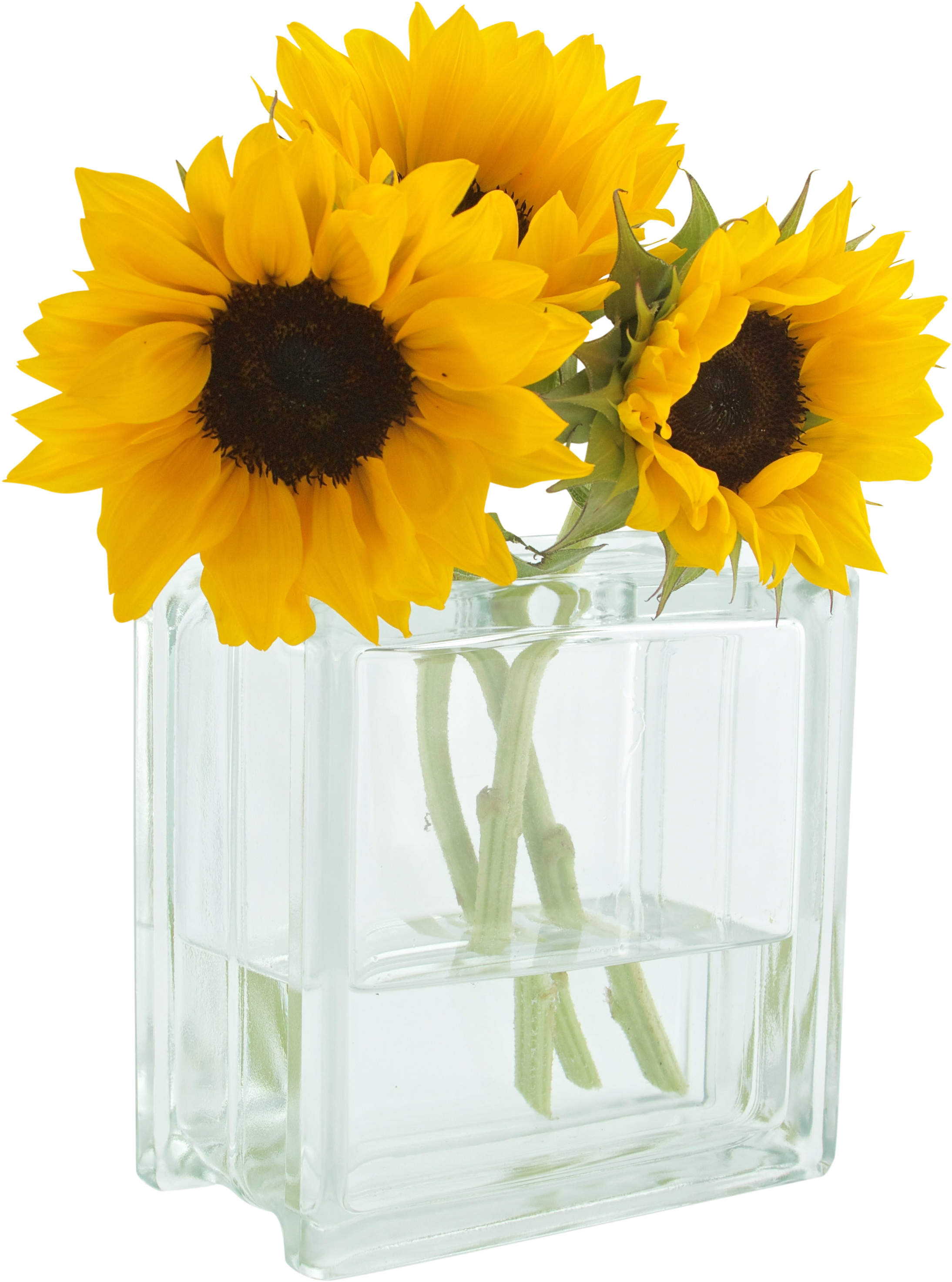 You Are My Sunshine - Good Morning Yellow Beautiful Flowers (5062x3416), Png Download