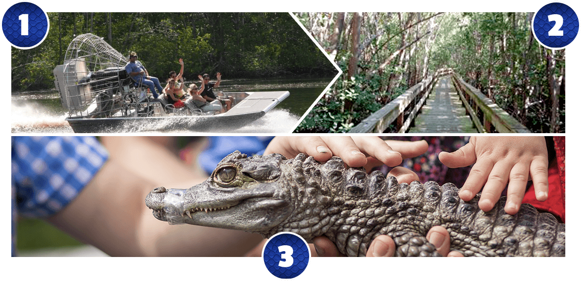Mangrove Canopy Airboat Tour - American Alligator (1184x574), Png Download