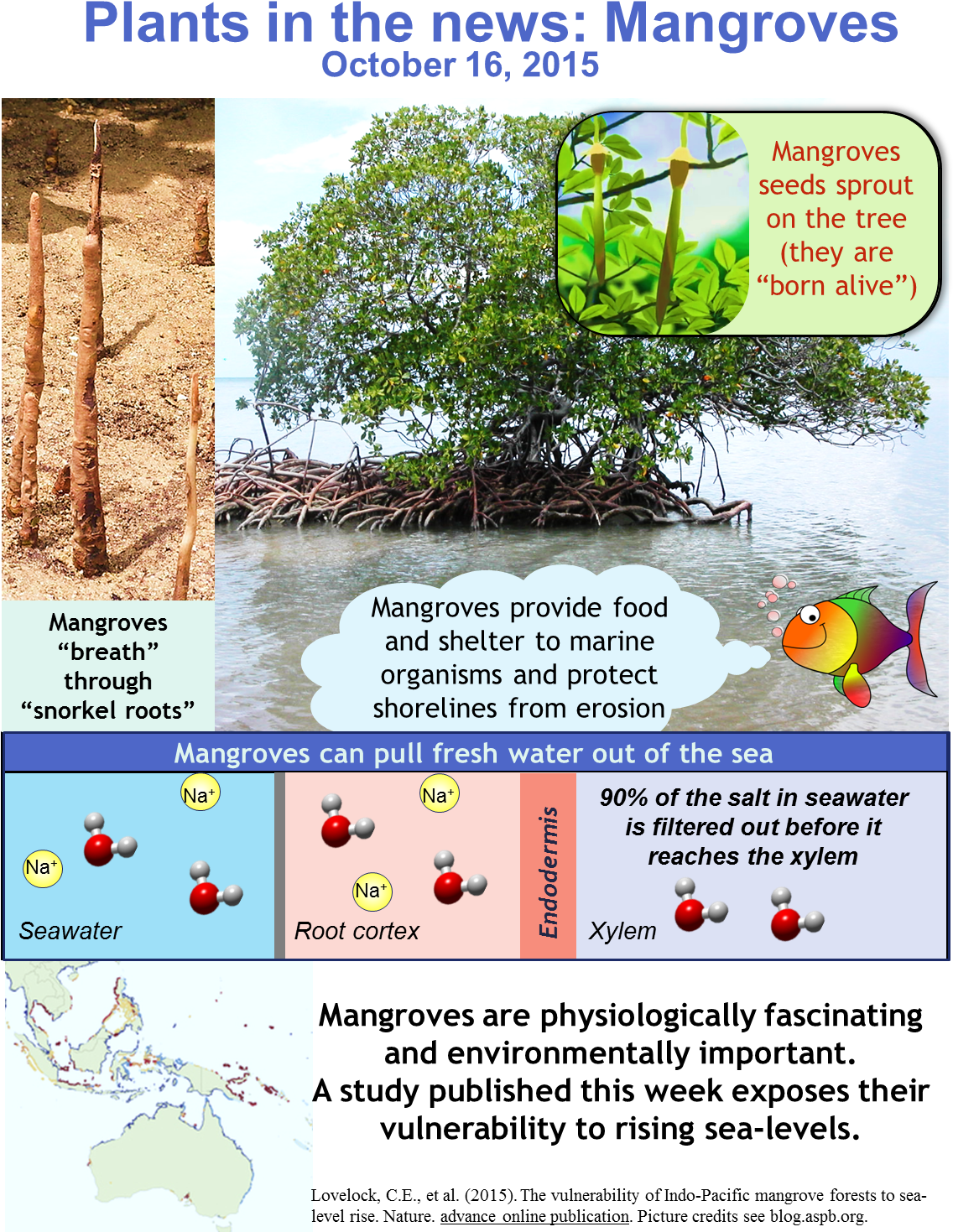Mangrove Is A Term Used To Describe A Group Of Highly - Pneumatophores (1141x1510), Png Download