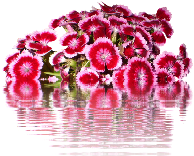 Sweet William Dianthus Flower Seeds (640x511), Png Download
