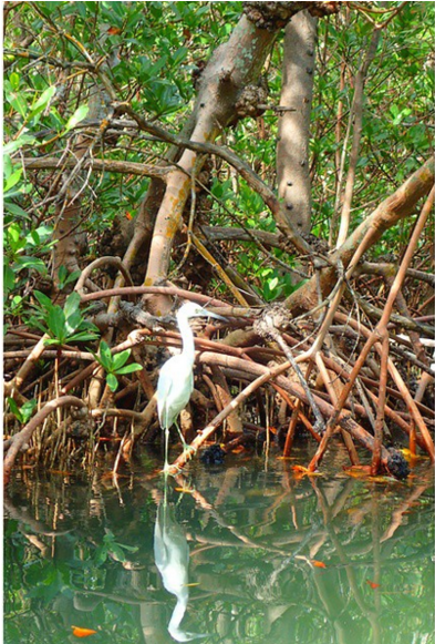 County Seeks Authority Of Mangrove Enforcement - Sweet Grass (870x580), Png Download