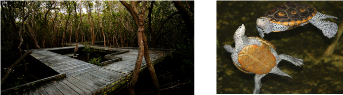 History Of The Badu Mangroves - Visual Arts (726x230), Png Download