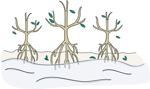 Estimates Say We'll Lose Our Mangrove Forests By 2100 - Icon (500x500), Png Download