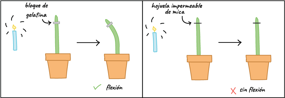 Flowerpot (917x327), Png Download