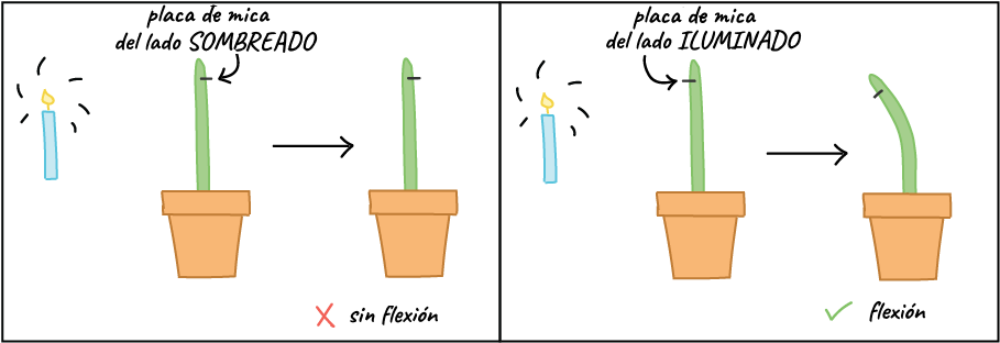 Fotorreceptores De Las Plantas (917x317), Png Download