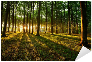 Vinyl Nature (400x400), Png Download