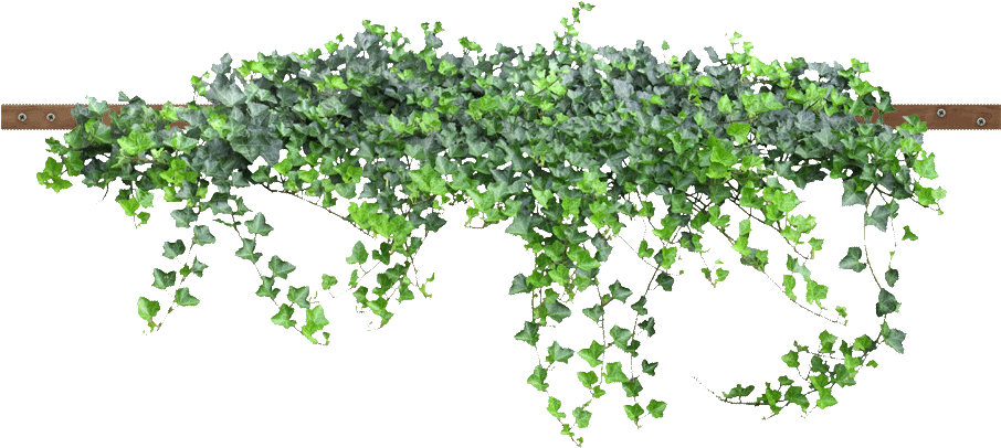 Visit - Enredadera Png (1309x428), Png Download