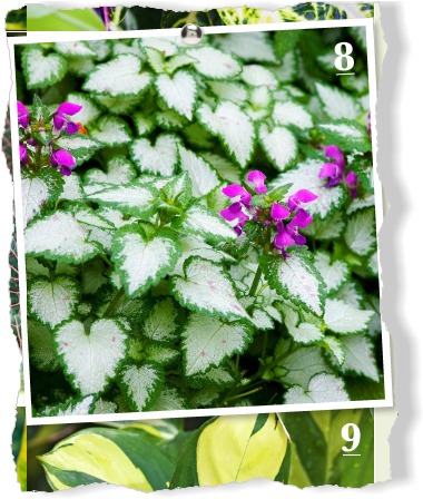 A Pretty Ground Cover, Latium Grows In Light Shade - Pacific Bleeding Heart (379x454), Png Download