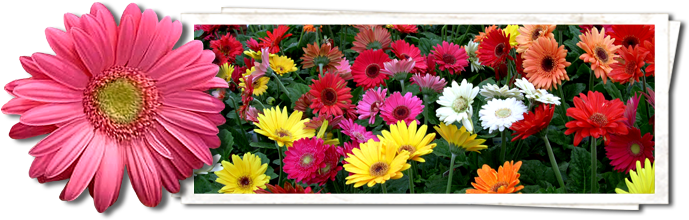 Color Spot Nurseries - Sacred Bamboo (700x260), Png Download