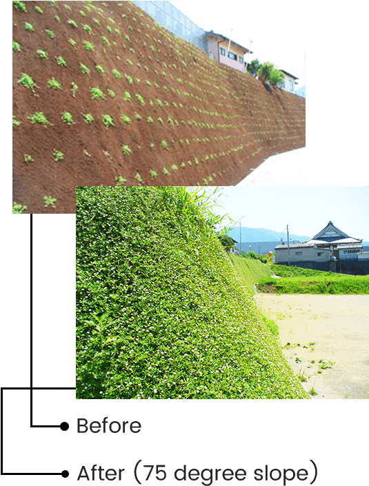 Kurapia Has An Extensive Root System, And Depending - House (600x730), Png Download