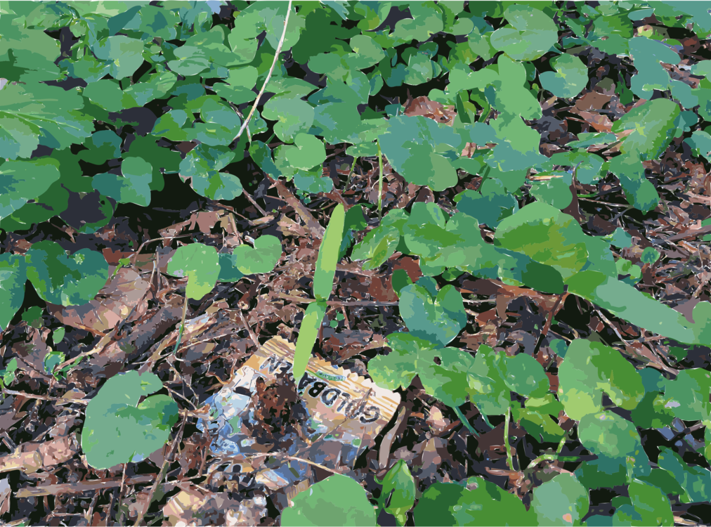 Leaf Lawn Groundcover - Vitis (1012x750), Png Download