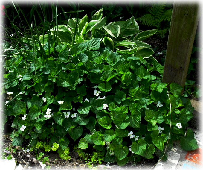 Viola Alba Plena - Viola Alba (679x568), Png Download