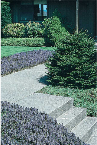 Ajuga - Bugleweed (480x480), Png Download