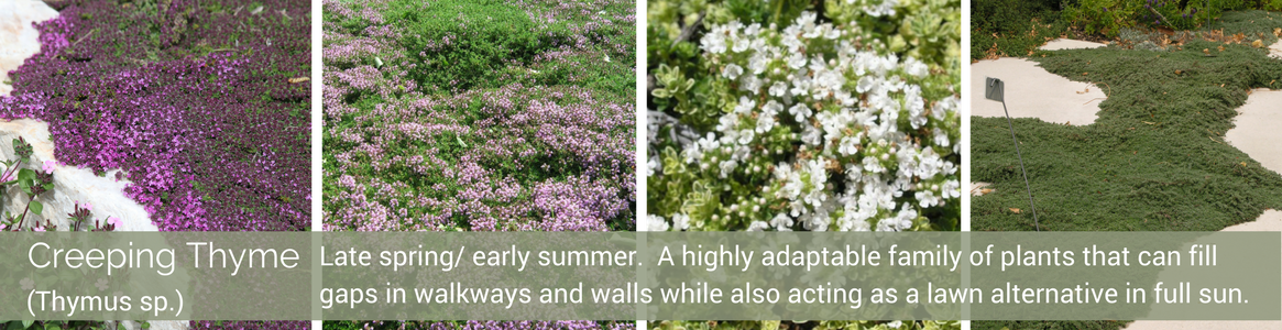 May Spread More Than Some Folks May Like - New York Aster (1165x300), Png Download