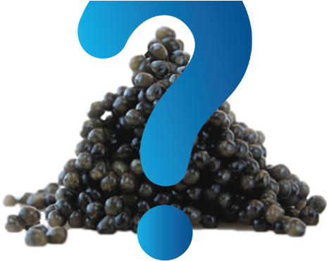 What Is Caviar - Black Caviar Png (600x380), Png Download