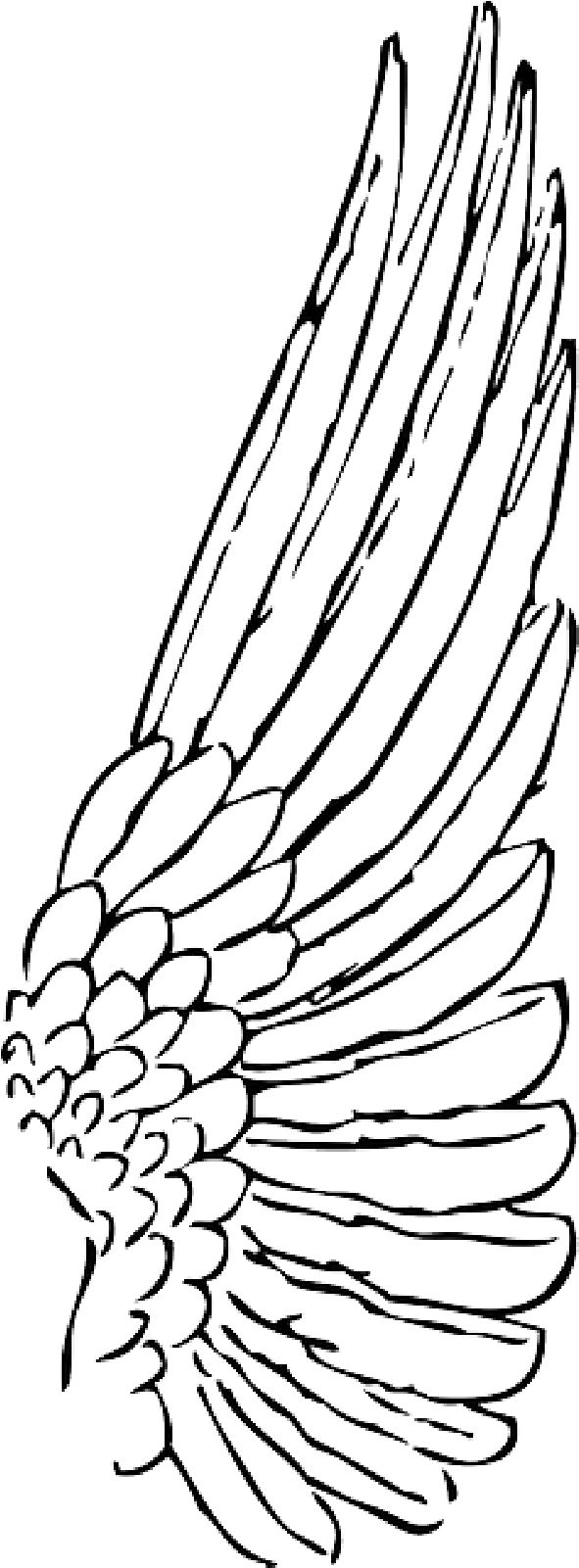 Wings Clipart Bird Wing - Wing Clipart (800x1600), Png Download