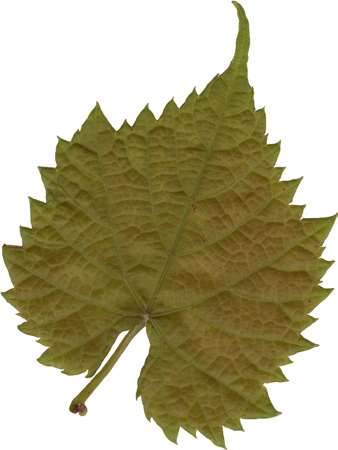 Leaf 03 - Leaf Texture Png (1200x1600), Png Download