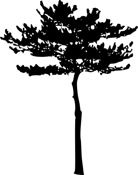 Free Png Tree Silhouette Png Images Transparent - Environment Day (480x608), Png Download