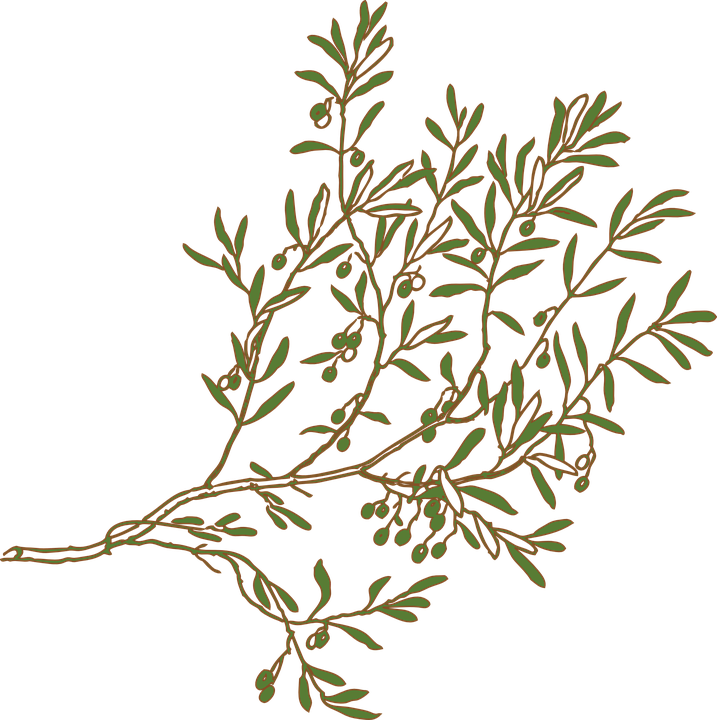 Mediterranean Clipart Olive Tree Branch - Olive Branch Clipart (717x720), Png Download