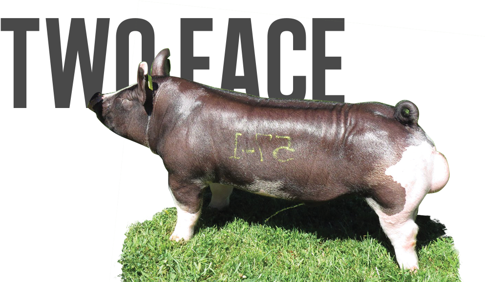 Kentucky Lovin' X Mad Dog - Drawing (1131x576), Png Download