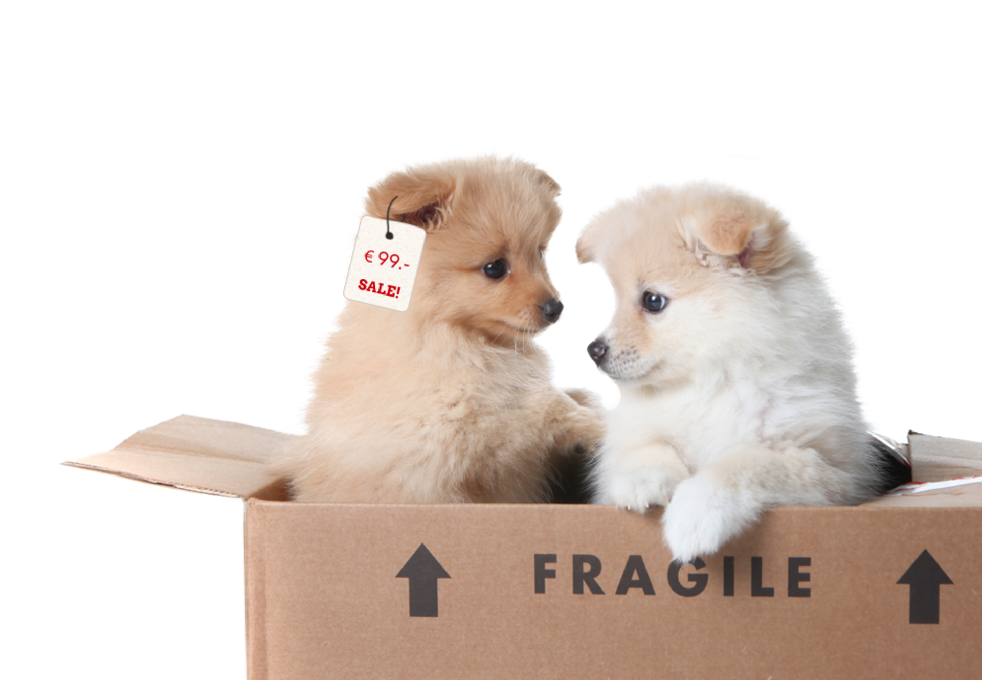 Four Paws Internationalcampaigns & Topicscompanion - Two Puppies In A Box (1920x1330), Png Download
