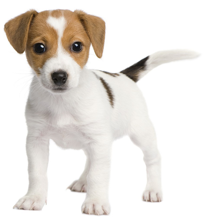 Leading Paws - Jack Russell Bull Terriers (850x850), Png Download