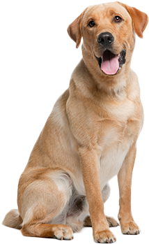 Real Cost-savings From Healthy Paws Pet Parents - Webbed Feet Labrador Retriever (350x350), Png Download