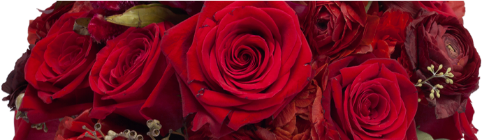 Cherry Pie - Garden Roses (736x200), Png Download