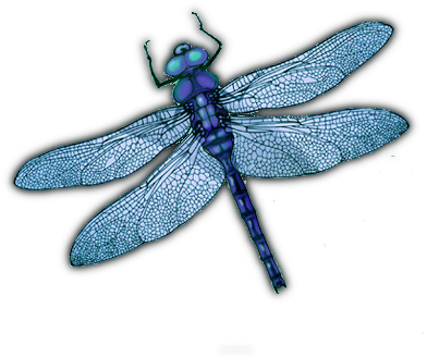 Download 05 Feb 2009 - Blue Objects Png PNG Image with No Background ...