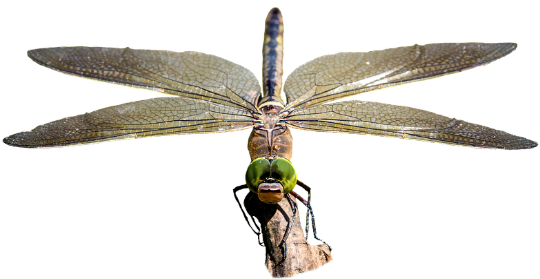 Dragonfly, Transparent, Insect, Bug - Photography (932x720), Png Download
