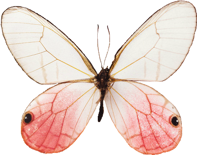 1000 Images About Png Series - Butterfly Transparent (500x500), Png Download