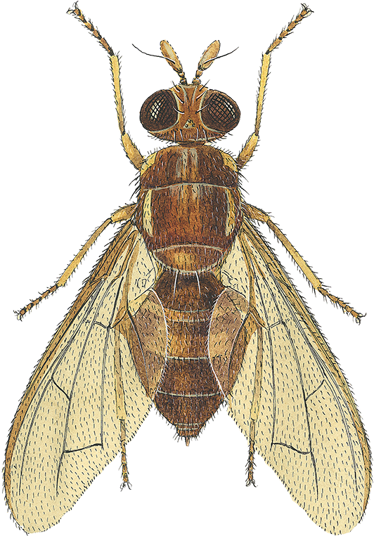 Fruit Flies (570x796), Png Download