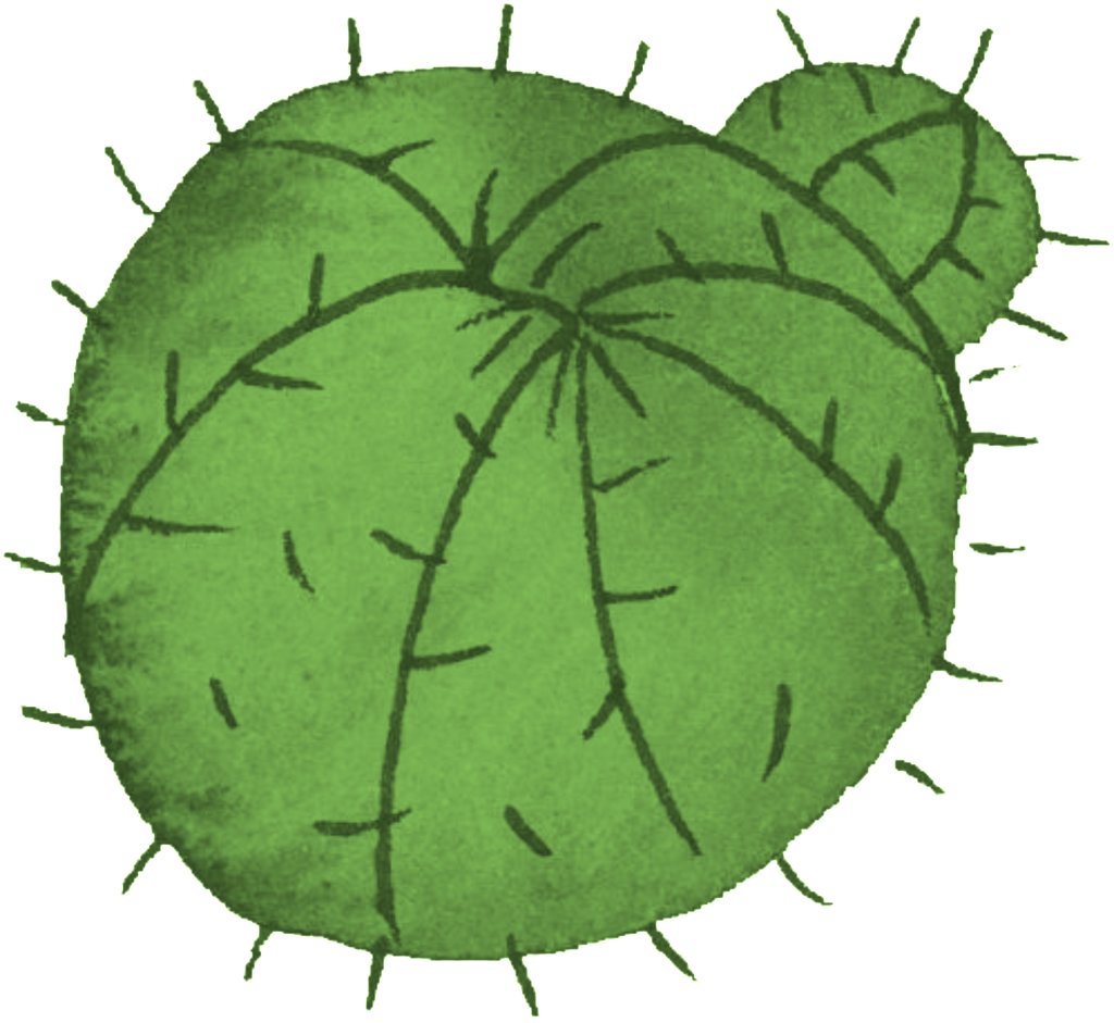 Cartoon Cactus Transparent - Cactus (1024x941), Png Download