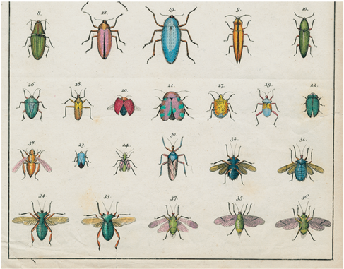 Torn Insects - Natural Curiosities: From The Cabinet Of Albertus Seba (500x500), Png Download