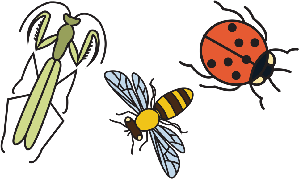 Good Bugs 2 - Net-winged Insects (1000x600), Png Download