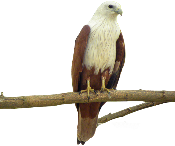 Eagle Bird Facts - Different Kinds Of Eagle (610x510), Png Download