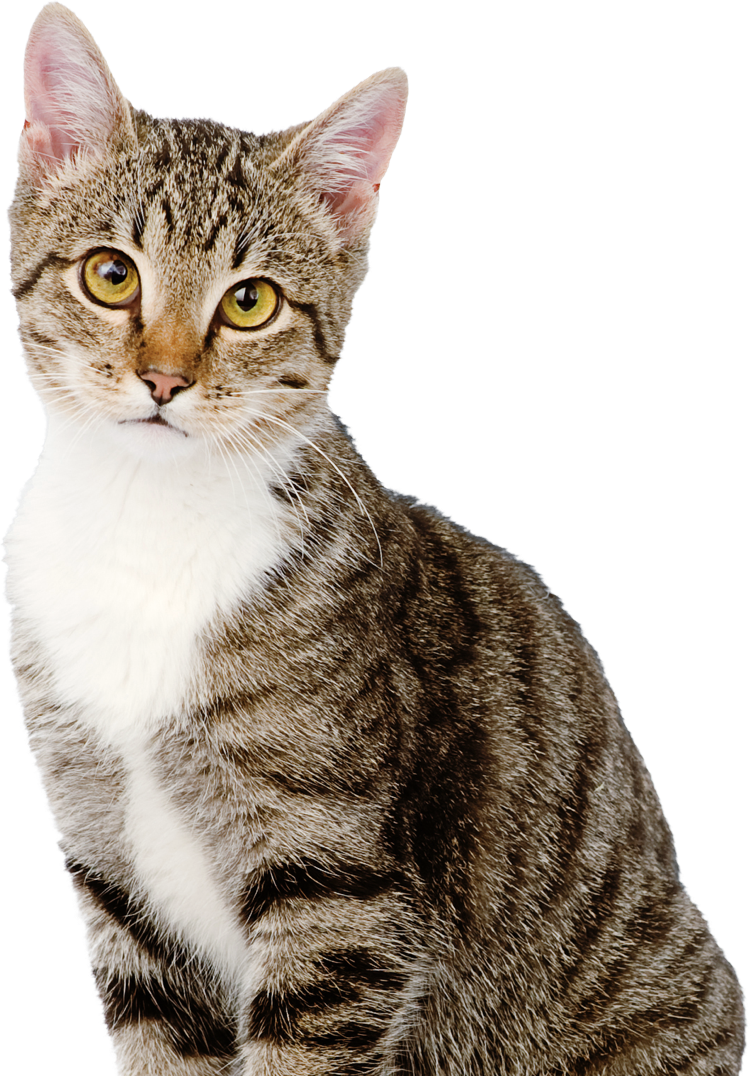 Gregory, Angier N - Our Pets Smartscoop Intelligent Automatic Litter Box (750x1076), Png Download