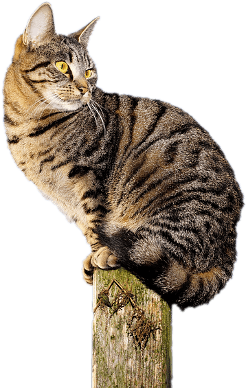 Cat Acrobat Sticker - Cat (960x640), Png Download