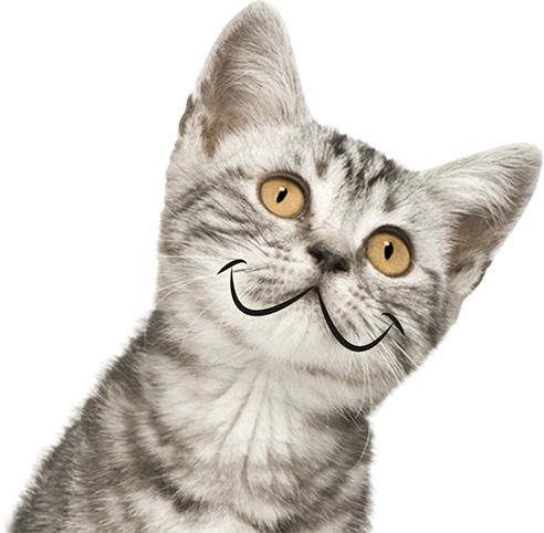 Shopping For Your Cat - Siberian Cat (492x482), Png Download