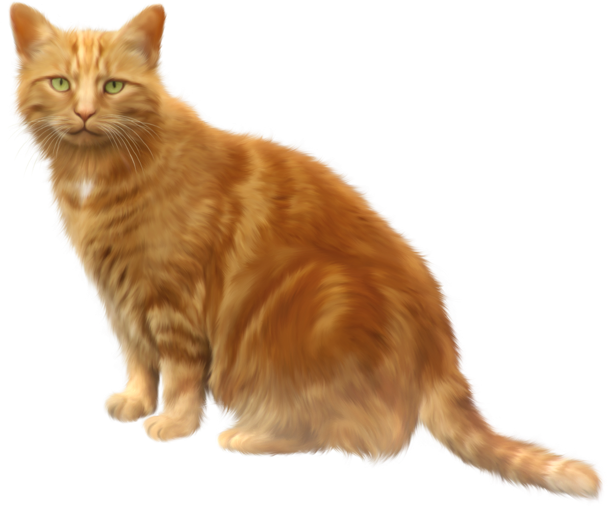 Tabby Cat Png (1253x1042), Png Download