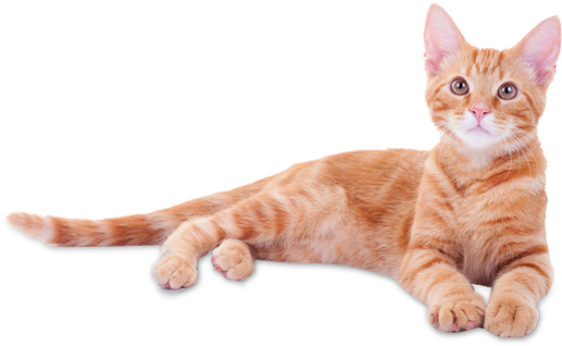 Felines In New York, Ny - Cat In Graduation Cap (536x348), Png Download