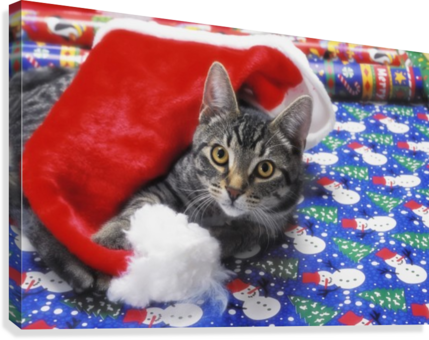 Grey Tabby Cat With Santa Claus Hat Lying On Christmas - Grey Tabby Cat Christmas (429x340), Png Download