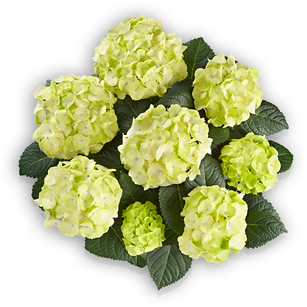Caipirinha - Hydrangea Caipirinha (600x600), Png Download