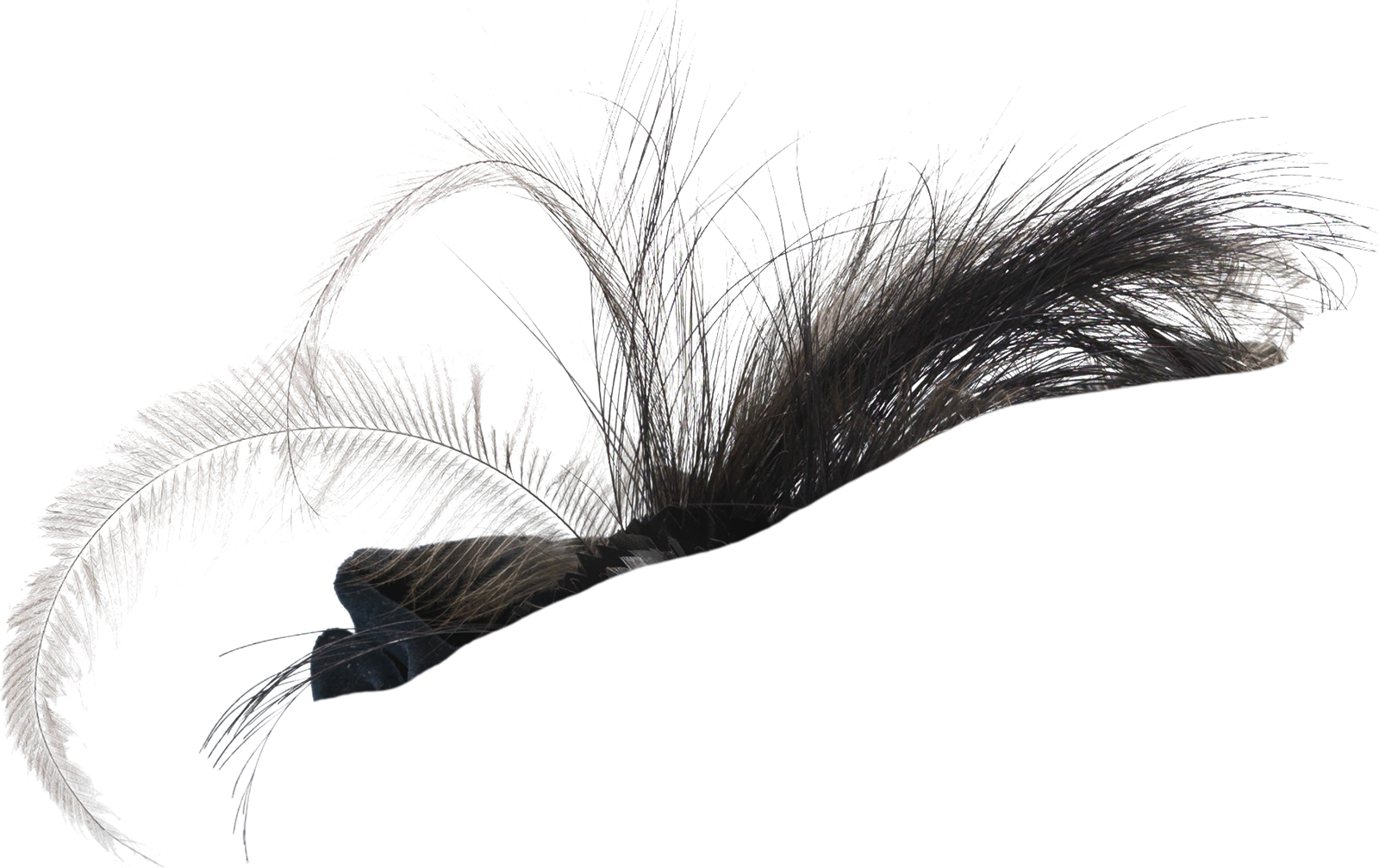 Mr Whiskers Steamhats Feathers Bonus - White Pine (1600x1008), Png Download