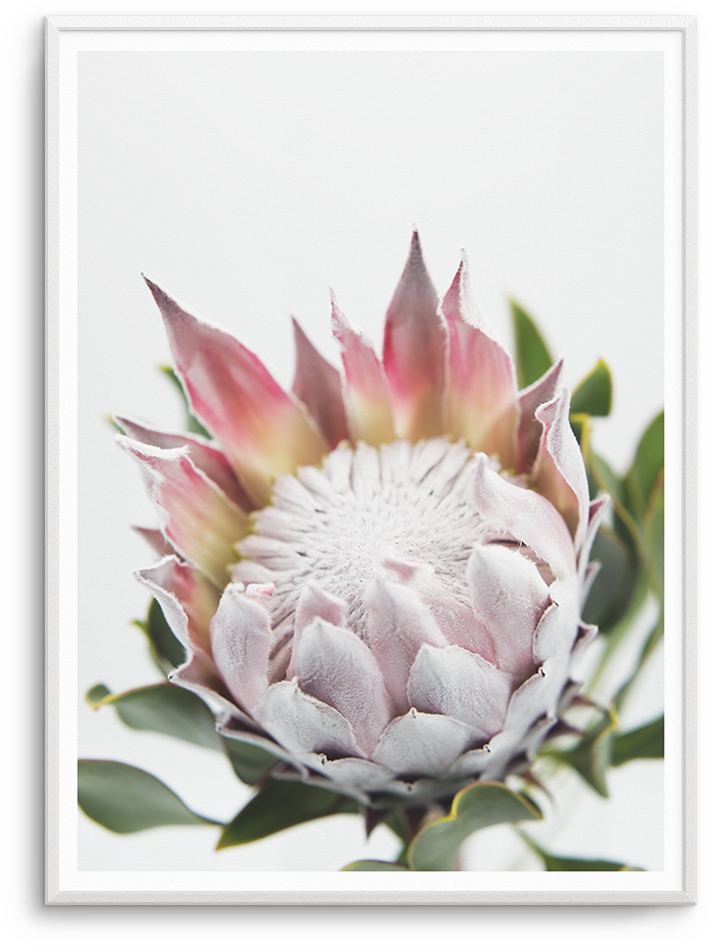Blushing Protea (937x1181), Png Download