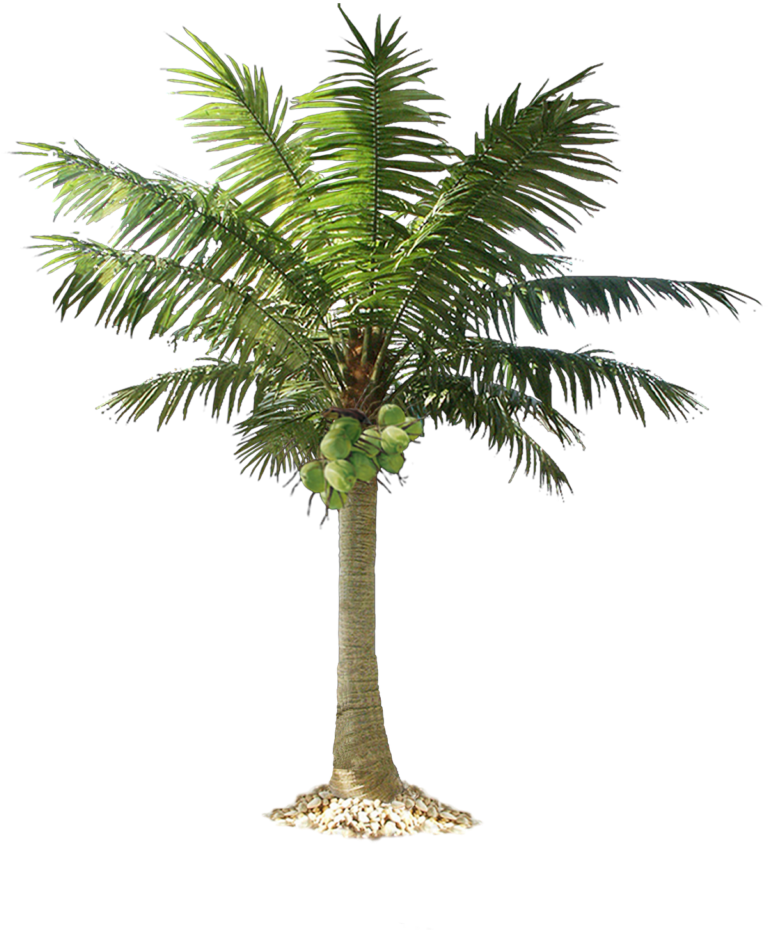 Jungle Tree Png Pic - Cut Out Palm Trees (781x1024), Png Download