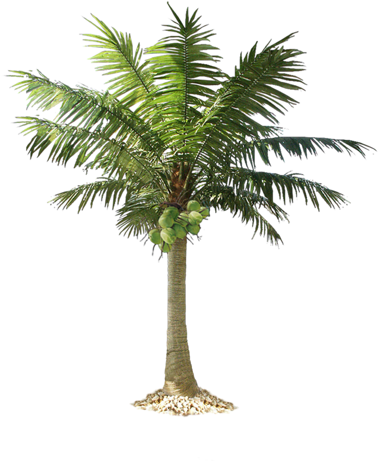 Download Jungle Tree Png Pic Cut Out Palm Trees Png Image With No Background Pngkey Com