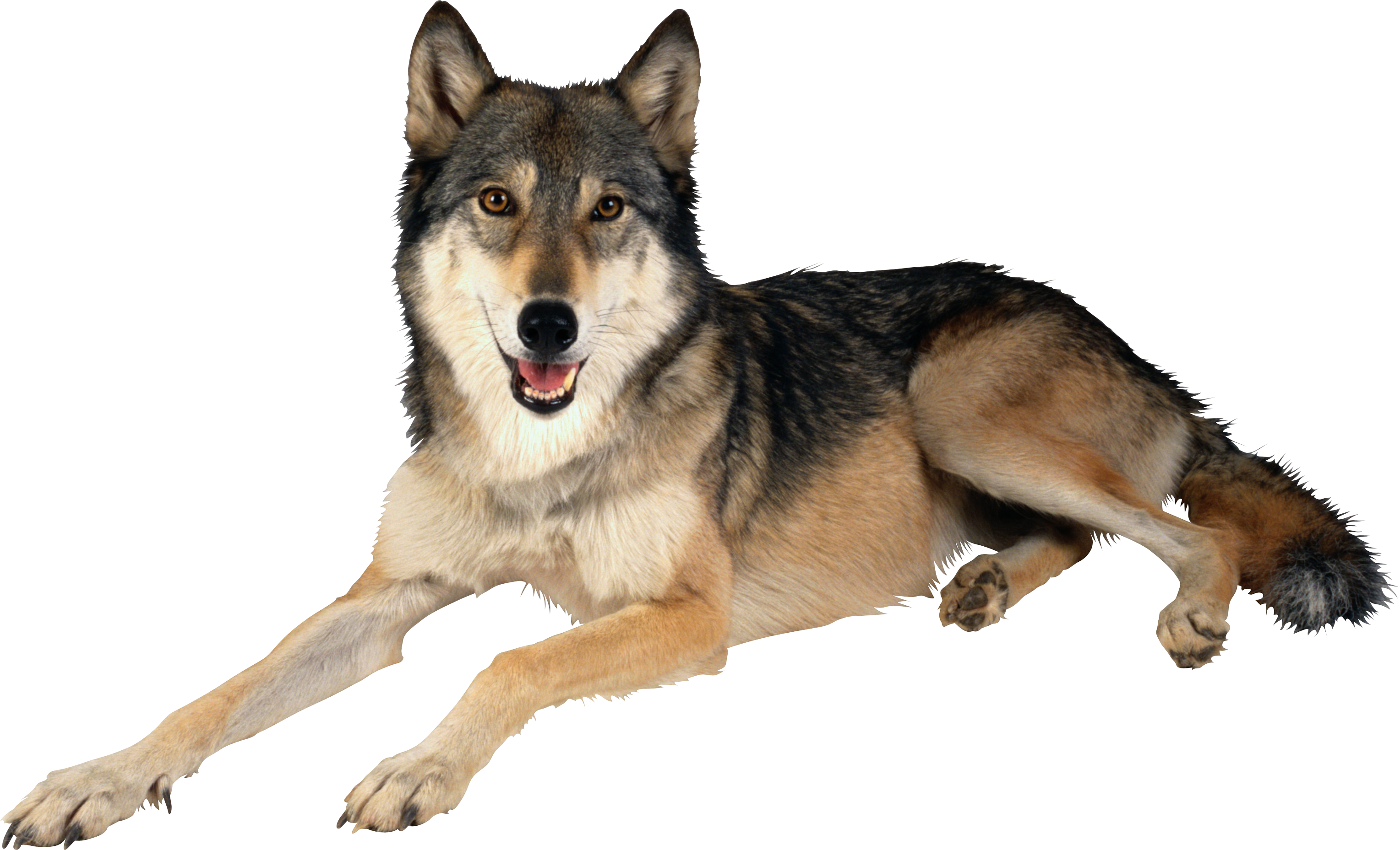 Download - Wolf Png (3057x1858), Png Download